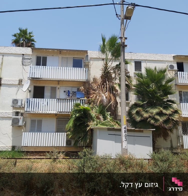 עץ דקל גזום ליד בניין מגורים